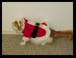 2009_12_24_xmas_cats_007.jpg