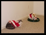 2009_12_24_xmas_cats_009.jpg