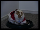 2009_12_24_xmas_cats_010.jpg