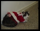 2009_12_24_xmas_cats_012.jpg