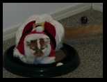 2009_12_24_xmas_cats_013.jpg