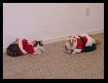 2009_12_24_xmas_cats_014.jpg