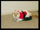 2009_12_24_xmas_cats_015.jpg