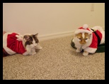 2009_12_24_xmas_cats_016.jpg