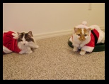 2009_12_24_xmas_cats_017.jpg