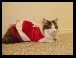 2009_12_24_xmas_cats_019.jpg