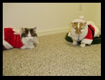 2009_12_24_xmas_cats_020.jpg