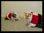 2009_12_24_xmas_cats_021.jpg