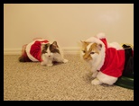 2009_12_24_xmas_cats_022.jpg