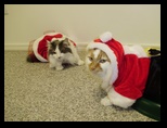 2009_12_24_xmas_cats_023.jpg