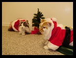 2009_12_24_xmas_cats_025.jpg