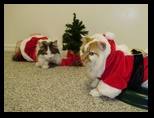 2009_12_24_xmas_cats_026.jpg
