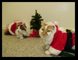 2009_12_24_xmas_cats_027.jpg