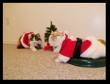 2009_12_24_xmas_cats_028.jpg