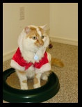 2009_12_24_xmas_cats_029.jpg