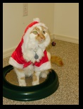 2009_12_24_xmas_cats_030.jpg
