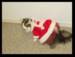 2009_12_24_xmas_cats_031.jpg