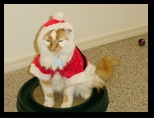 2009_12_24_xmas_cats_032.jpg