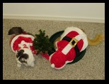 2009_12_24_xmas_cats_033.jpg