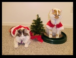 2009_12_24_xmas_cats_034.jpg
