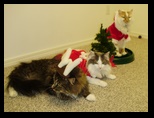 2009_12_24_xmas_cats_035.jpg