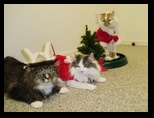 2009_12_24_xmas_cats_036.jpg