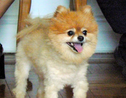 Toby celebrates by barking