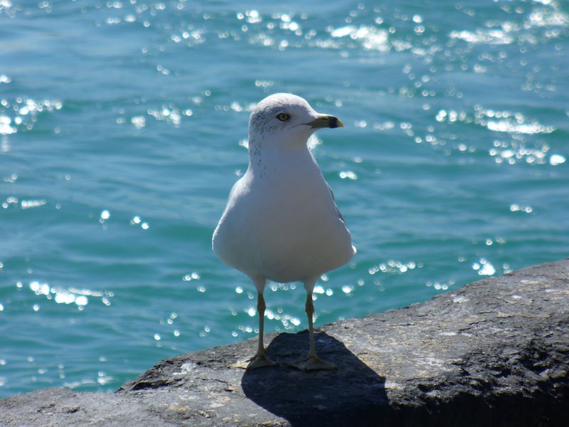2007_09_15_s_and_g_chicago31.jpg (large)