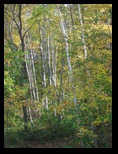birch trees