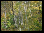 Autumn birches