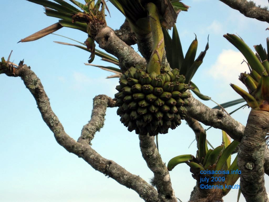 Baby coconuts grow on the mountain near Corcovada