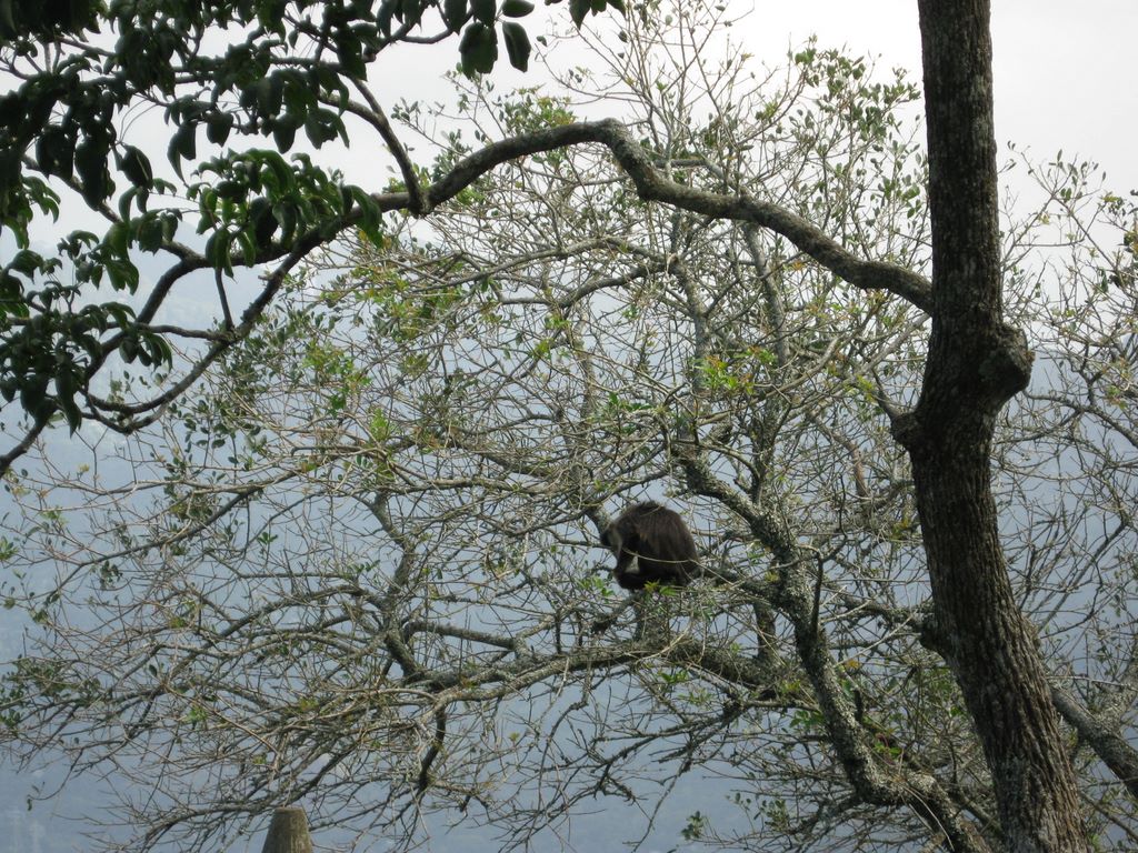 Sherri's monkey in on Corcovado