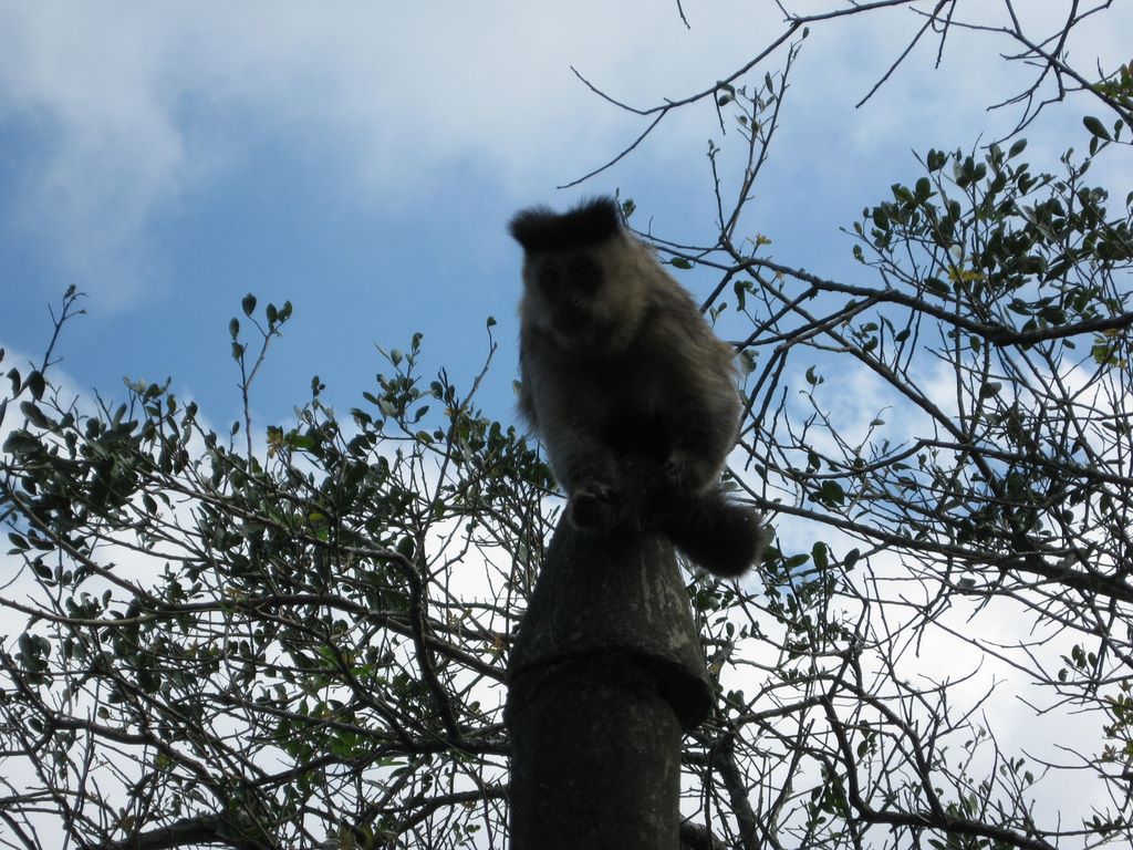 Brazilian Monkey