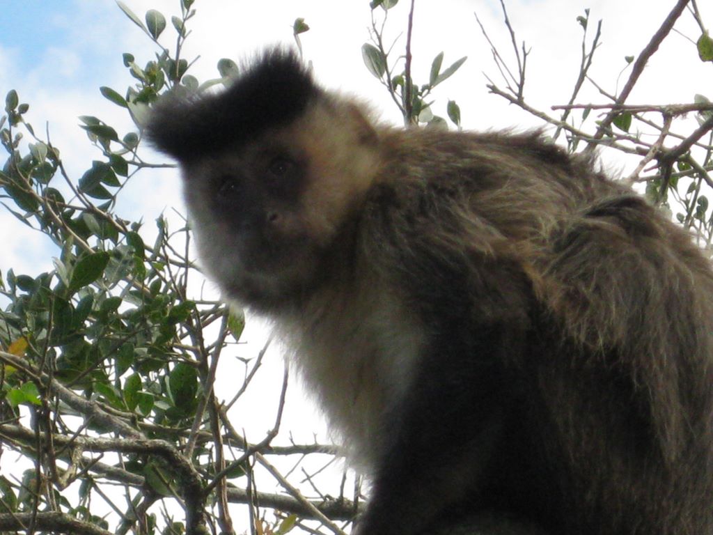 The monkey looks at the camera