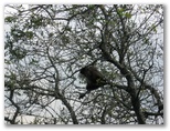 Monkey on Corcovado