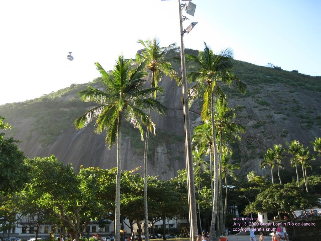 Palms at the park at Sugar Loaf
