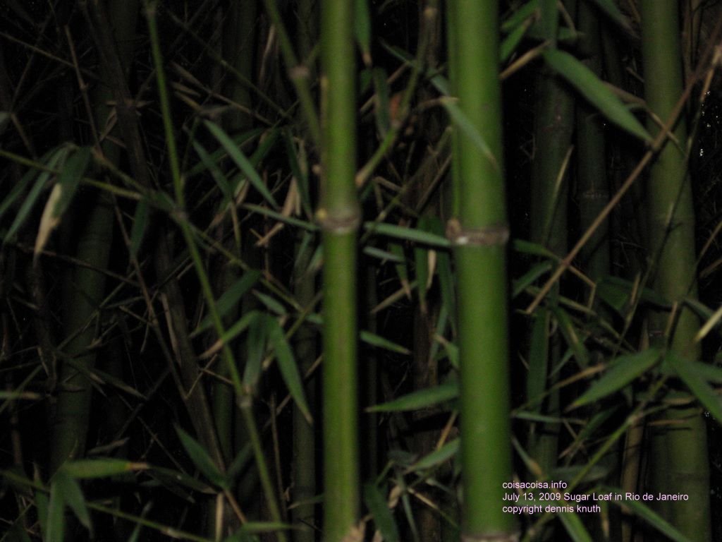 Miniture bamboo forest in Rio