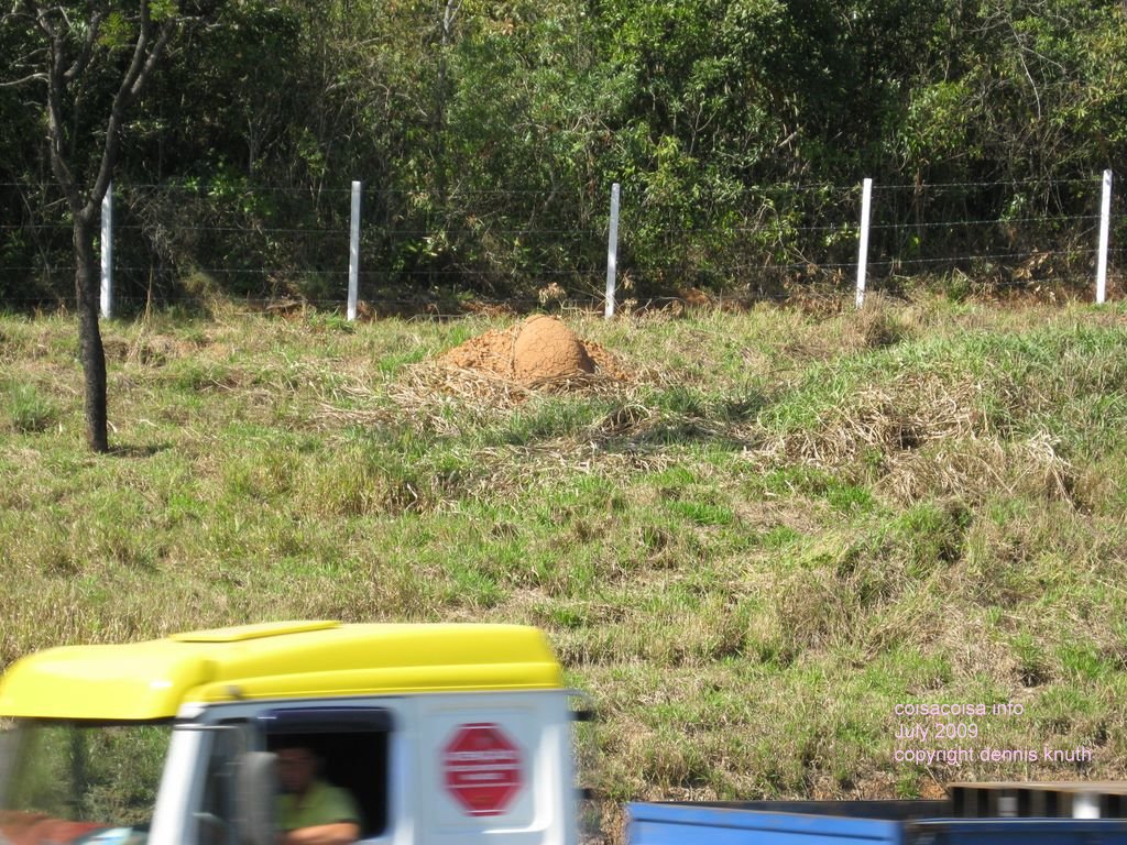 Termite hills in the fields of Brazil