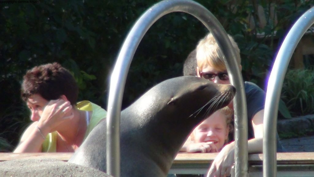 Seal at the CP Zoo in September