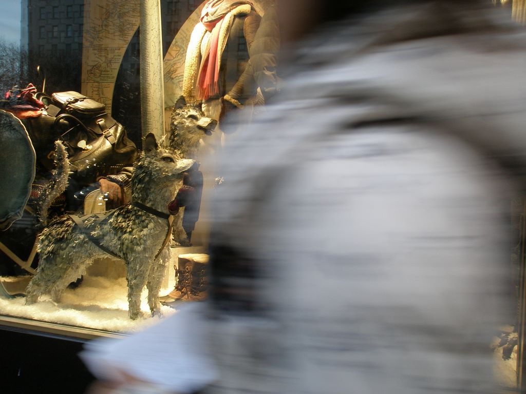 2010_12_19_windows_ny_001.jpg (large)