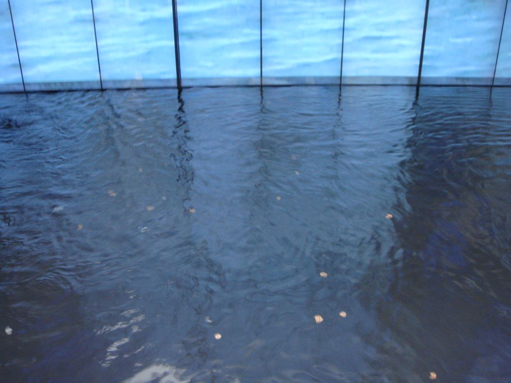 Real Water by the the fake Water