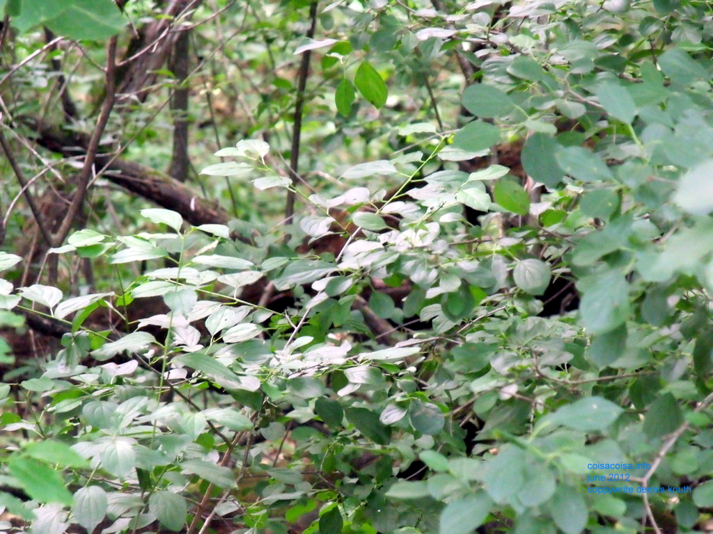 Woodland Forest Leaves in Wisconsin
