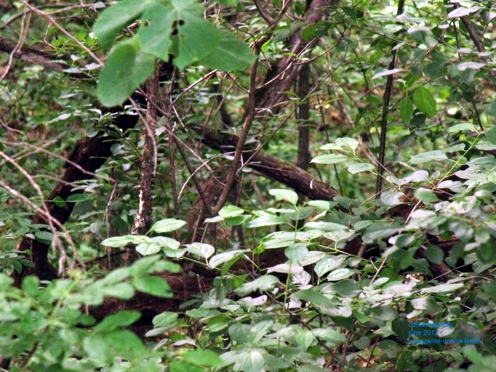 Woodland Forest Leaf density in Wisconsin