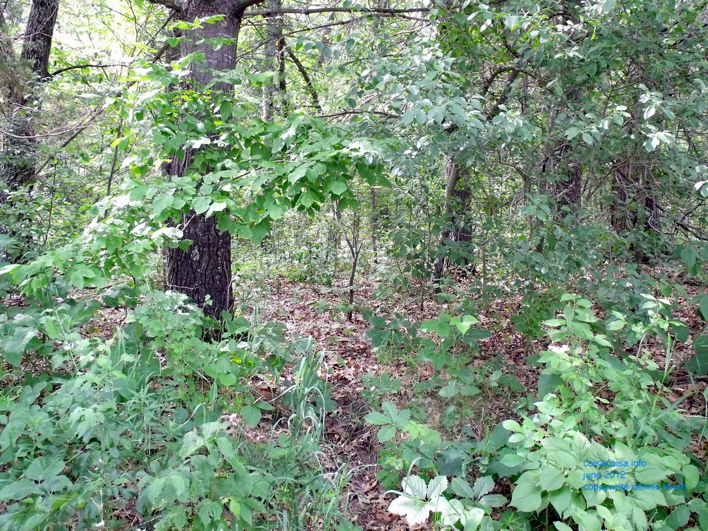 There is life above the dense Wisconsin Forest
