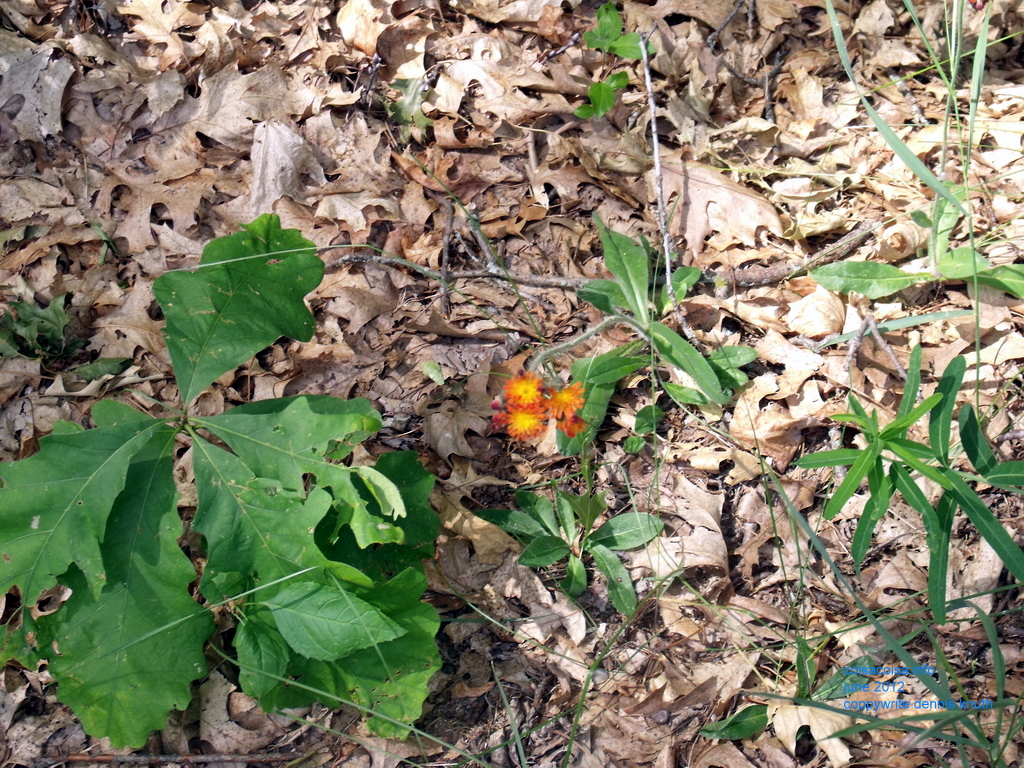 Indian Paint Brushes