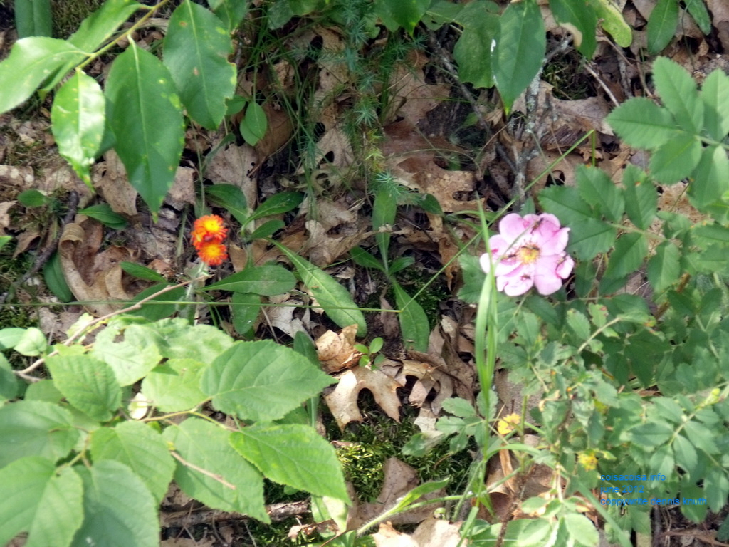 Indian Paint Brush and wild Wisconsin Rose