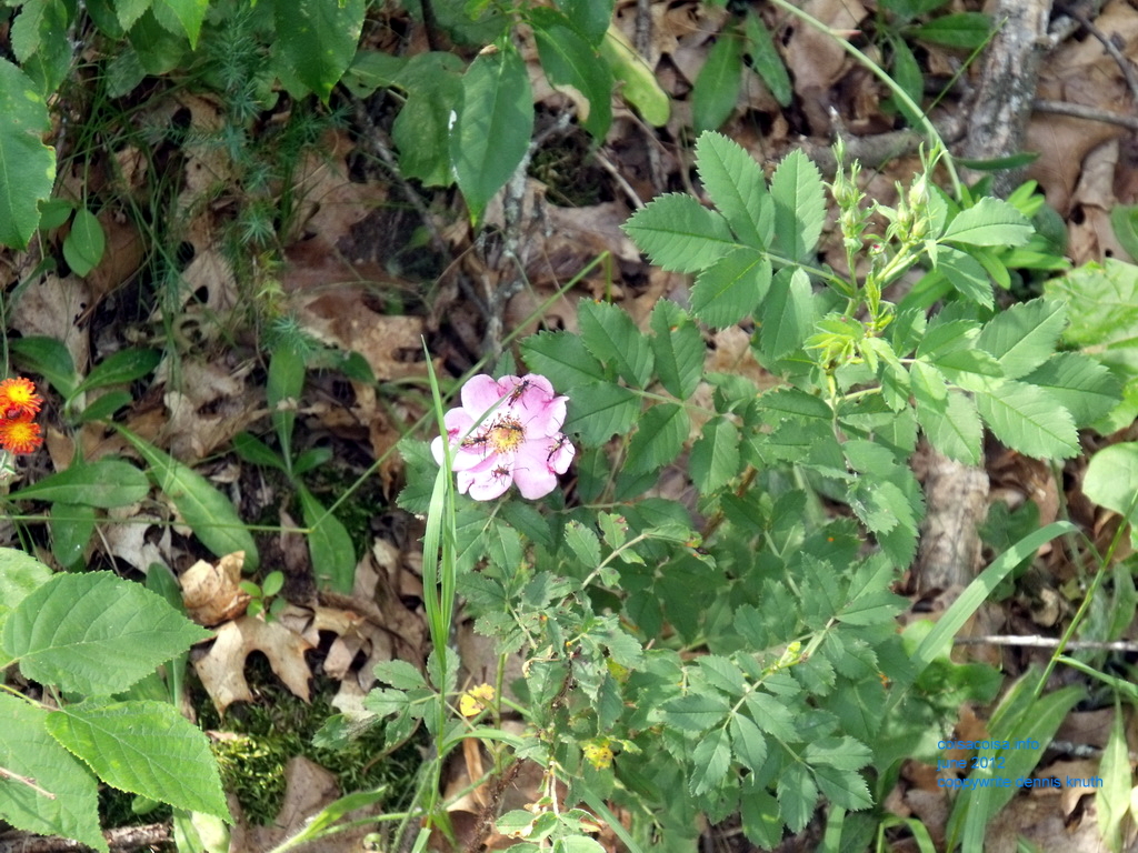 Wisconsin Wild Flower