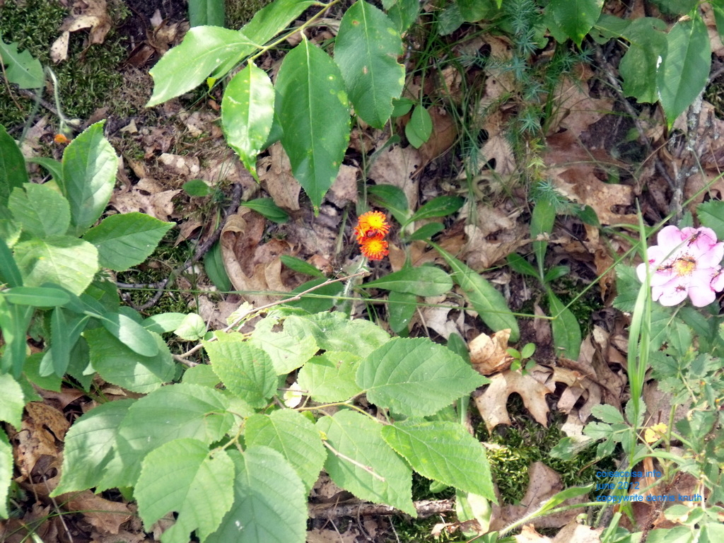 Indian Paint Brush and wild Wisconsin Rose