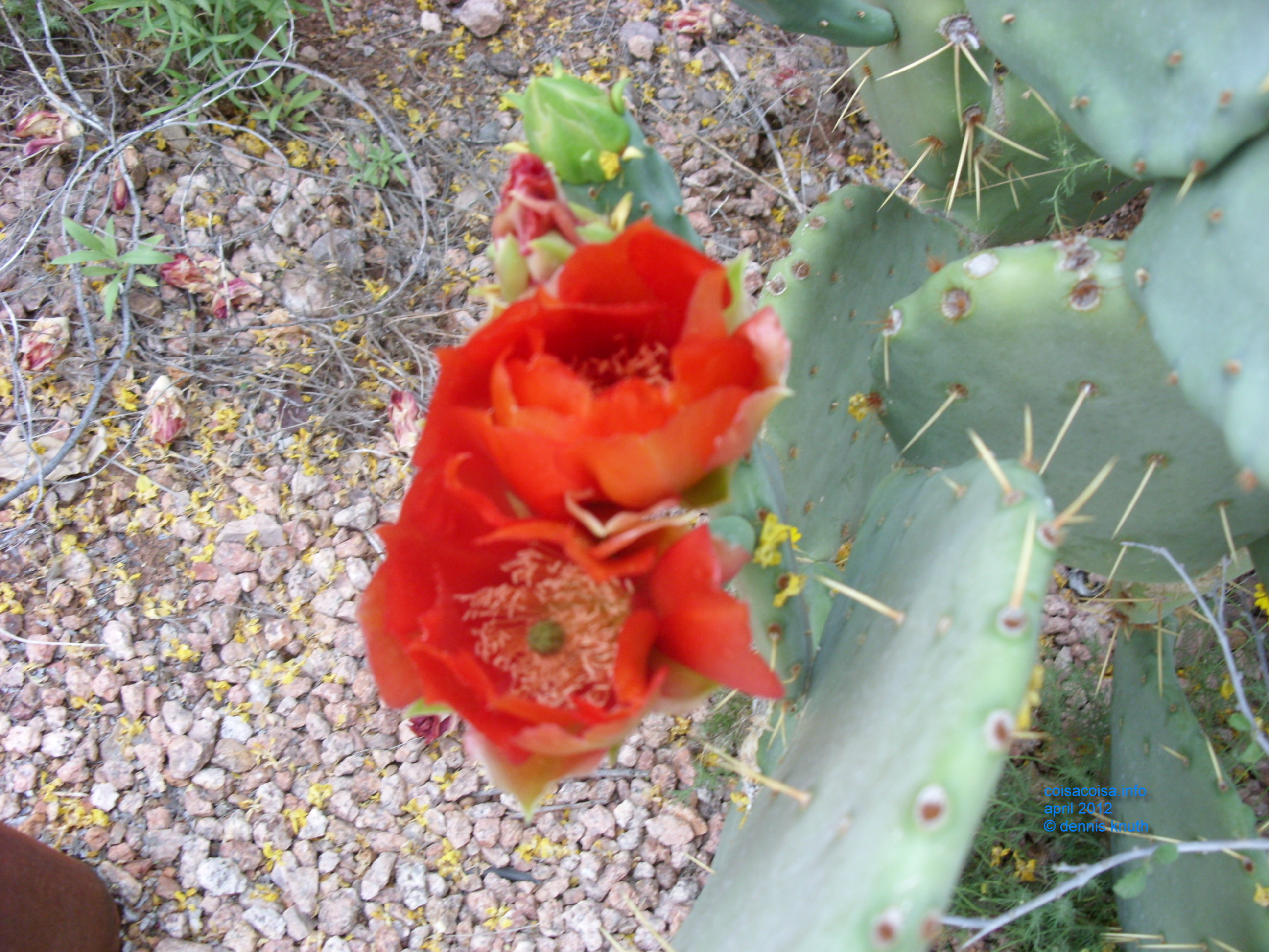 2012_04_25_arrive_b_botanical_garden_0024.jpg (large)