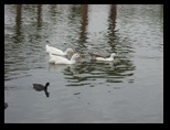 Ducks in a pond